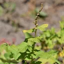 Utvald bild för Lungrot