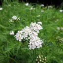 Utvald bild för Rölleka