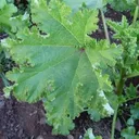 Utvald bild för Krusmalva