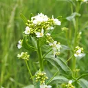 Utvald bild för Pepparrot