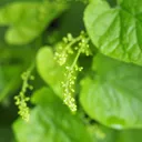 Utvald bild för Rankspenat