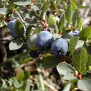 Utvald bild för Odon