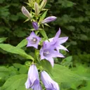 Utvald bild för Hässleklocka