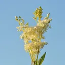 Utvald bild för Älggräs