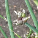 Utvald bild för Luftlök