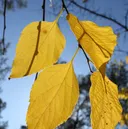 Utvald bild för Europeisk bäralm