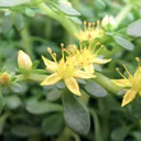 Utvald bild för Löparfetblad