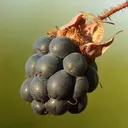 Utvald bild för Blåhallon