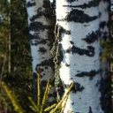 Utvald bild för Björk