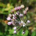 Utvald bild för Prärielök