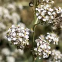 Utvald bild för Bitterkrassing