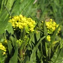 Utvald bild för Ryssgubbe