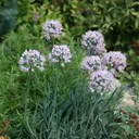 Utvald bild för Bredbladig kantlök