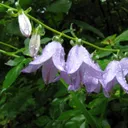 Utvald bild för Knölklocka