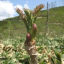 Utvald bild för Parkaralia