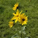 Utvald bild för Jordärtskocka