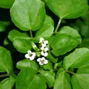 Utvald bild för Källfräne