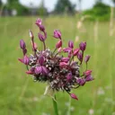 Utvald bild för Skogslök