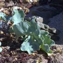 Utvald bild för Strandkål