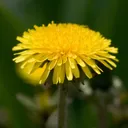 Utvald bild för Maskros