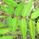 Utvald bild för Kinesisk toon