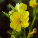 Utvald bild för Nattljus