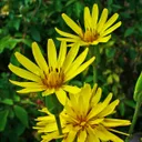 Utvald bild för Svartrot