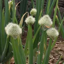 Utvald bild för Piplök