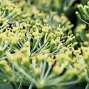 Utvald bild för Dill