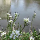 Utvald bild för Bergbräsma