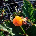 Utvald bild för Hjortron