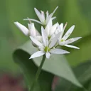 Utvald bild för Ramslök