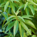 Utvald bild för Citronverbena