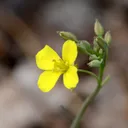 Utvald bild för Sandsenap