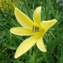 Utvald bild för Blekgul daglilja