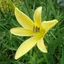 Utvald bild för Blekgul daglilja