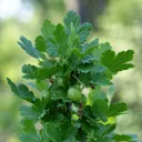 Utvald bild för Krusbär