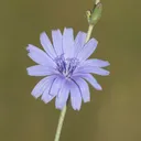 Utvald bild för Cikoria