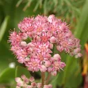 Utvald bild för Kärleksört