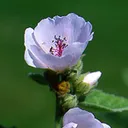 Utvald bild för Läkemalva