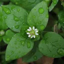 Utvald bild för Våtarv