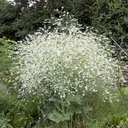 Utvald bild för Stäppkål