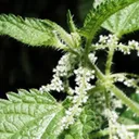 Utvald bild för Brännässla