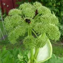 Utvald bild för Kvanne