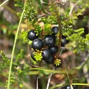 Utvald bild för Kråkbär