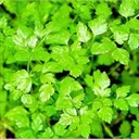 Utvald bild för Dansk körvel