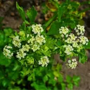 Utvald bild för Vildselleri