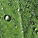 Utvald bild för Daggkåpa