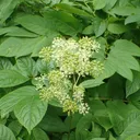 Utvald bild för Sallatsaralia